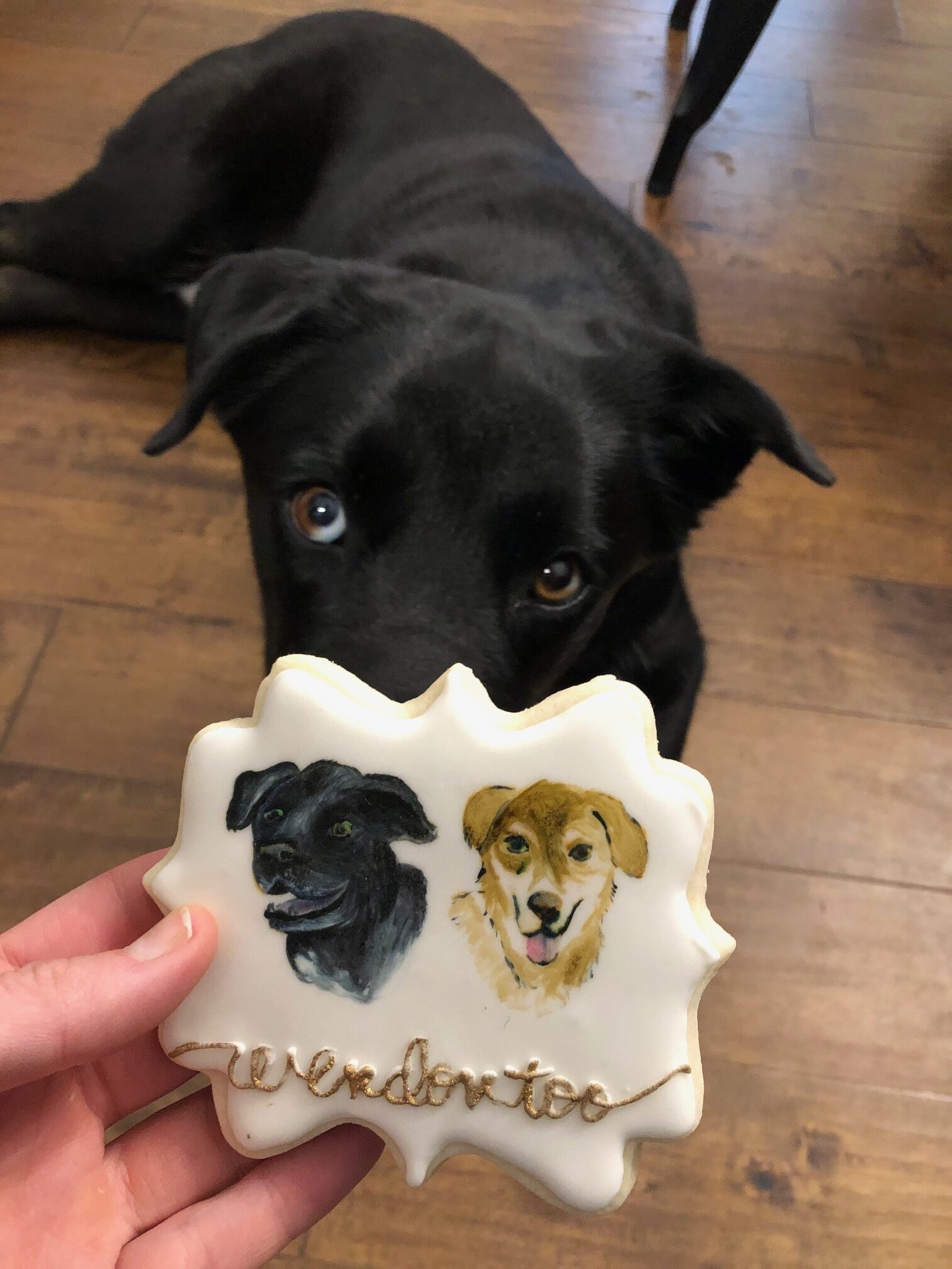 Bentley and a cookie