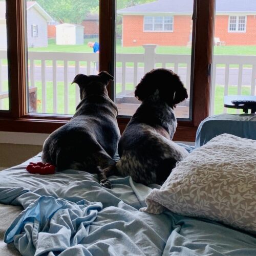 pups looking outside image